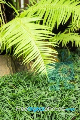 Minimal Garden With Variety Tropical Plant Stock Photo