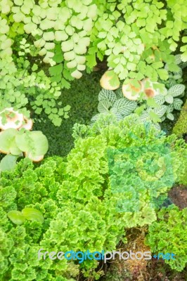 Minimal Garden With Variety Tropical Plant Stock Photo