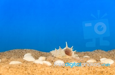 Minimalist Background Representing The Summer With Snails Clams Goggles And Sand On Celestial Stock Photo