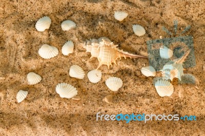 Minimalist Background Representing The Summer With Snails Clams Goggles And Sand On Celestial Stock Photo