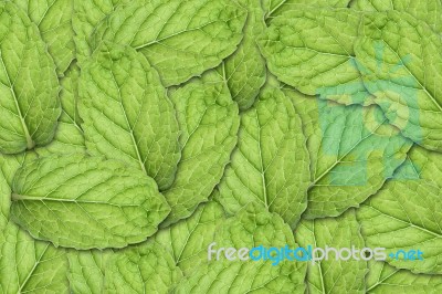 Mint Leaf Background Stock Photo