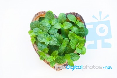 Mint On White Background Stock Photo