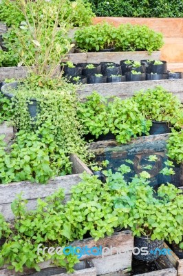 Mint Plant In Home Garden Stock Photo