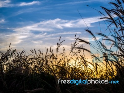 Mission Grass In The Evening Light Stock Photo