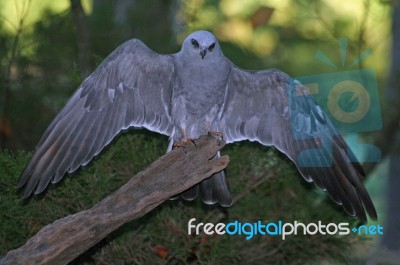 Mississippi Kite Stock Photo