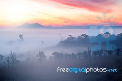 Misty Clouds Beautiful Foggy Forest During Sunrise Mountains Stock Photo