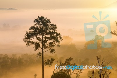 Misty Clouds Beautiful Foggy Forest During Sunrise Mountains Stock Photo