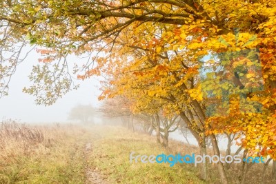 Misty Countryside Stock Photo