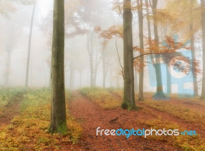 Misty Forest Stock Photo