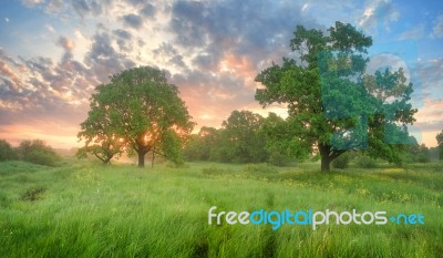 Misty Spring Morning Stock Photo