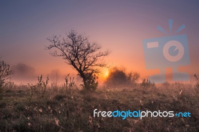 Misty Spring Sunrise Stock Photo