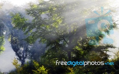 Misty Sunbeam on trees Stock Photo