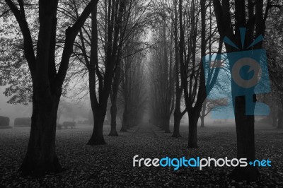 Misty Tree Avenue Stock Photo