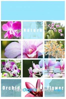 Mix Picture Orchid In Frame Stock Photo