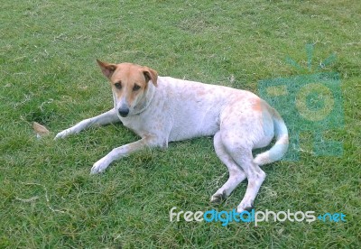 Mixed Breed Dog Stock Photo