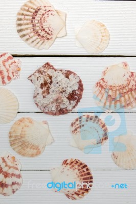 Mixed Seashells On White Stock Photo