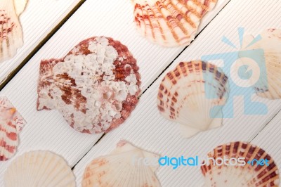 Mixed Seashells On White Stock Photo