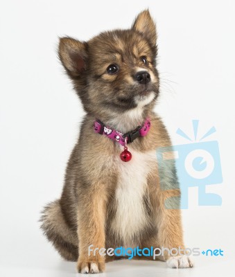 Mixed Siberian Husky Puppy Stock Photo