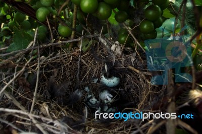 Mockingbird Nest Stock Photo