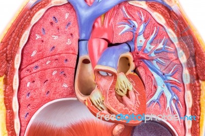 Model Human Body With Lungs And Heart Stock Photo