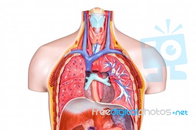 Model Internal Human Body On White Background Stock Photo