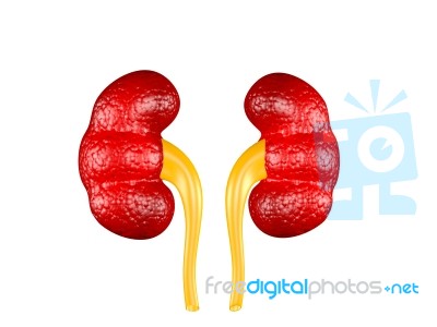 Model Of Human Organs, Kidney Stock Image