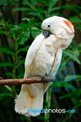 Mollucan Cockatoo Stock Photo