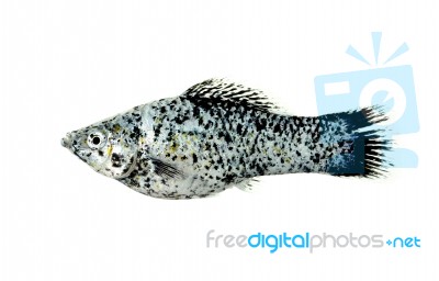 Molly Fish Isolated On The White Background Stock Photo