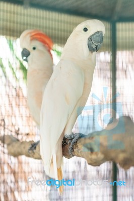 Moluccan Cockatoo Stock Photo