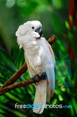 Moluccan Cockatoo Stock Photo