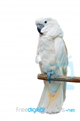 Moluccan Cockatoo Stock Photo