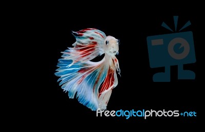 Moment Of Betta Fish, Siamese Fighting Fish Isolated  Stock Photo