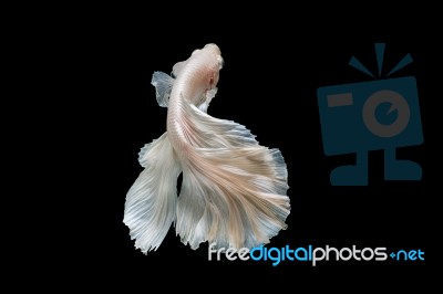 Moment Of Betta Fish, Siamese Fighting Fish Isolated  Stock Photo