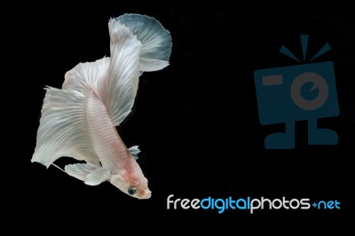 Moment Of Betta Fish, Siamese Fighting Fish Isolated  Stock Photo