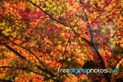 Momiji, Japanese Red Maple In Tofukui Temple Stock Photo