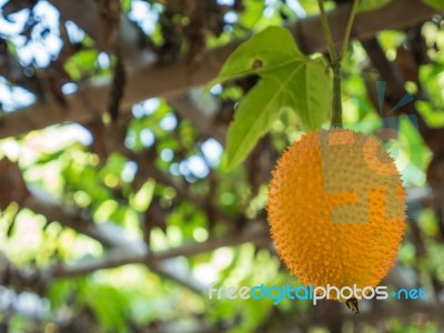 Momordica Hanging On A Branch Of Bamboo Structure Stock Photo