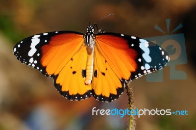 Monarch Stock Photo