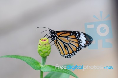 Monarch Butterfly Stock Photo