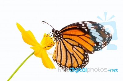 Monarch Butterfly Stock Photo