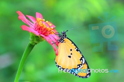 Monarch Butterfly Stock Photo