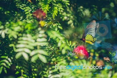 Monarch Butterfly Stock Photo