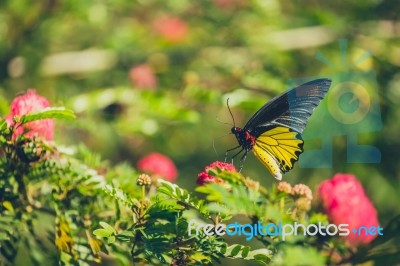 Monarch Butterfly Stock Photo