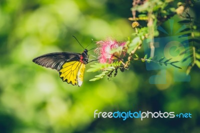 Monarch Butterfly Stock Photo