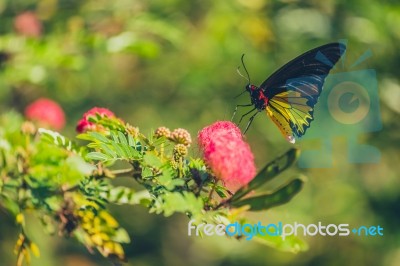 Monarch Butterfly Stock Photo