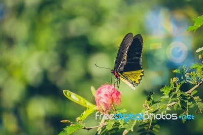 Monarch Butterfly Stock Photo