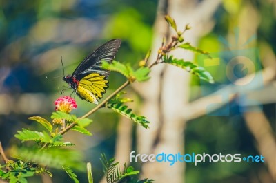 Monarch Butterfly Stock Photo