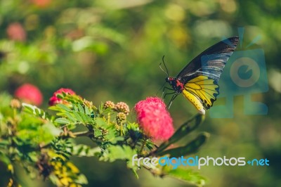 Monarch Butterfly Stock Photo