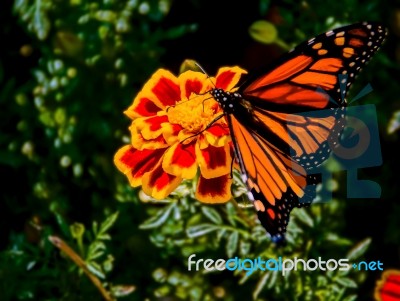 Monarch Butterfly Stock Photo