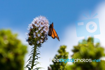 Monarch Butterfly (danaus Plexippus) Stock Photo