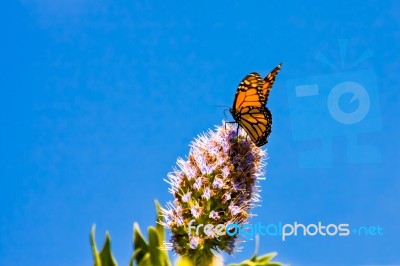 Monarch Butterfly (danaus Plexippus) Stock Photo